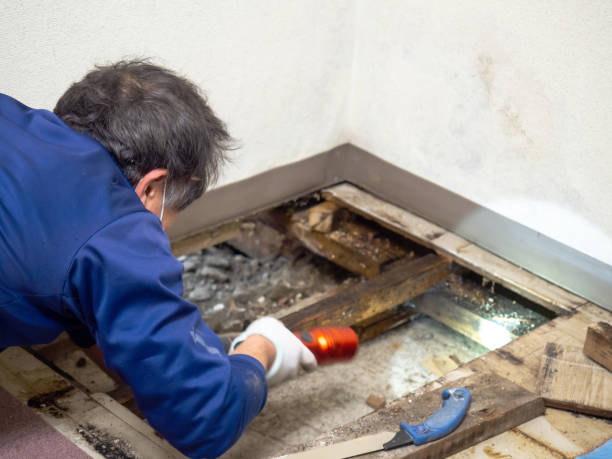 Best Mold Testing  in Big River, CA