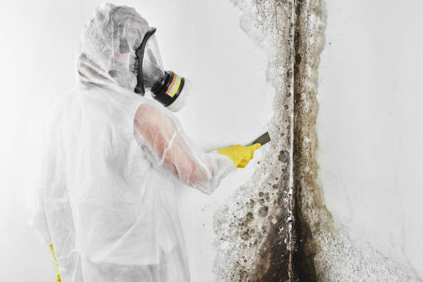 Best Mold Remediation  in Big River, CA