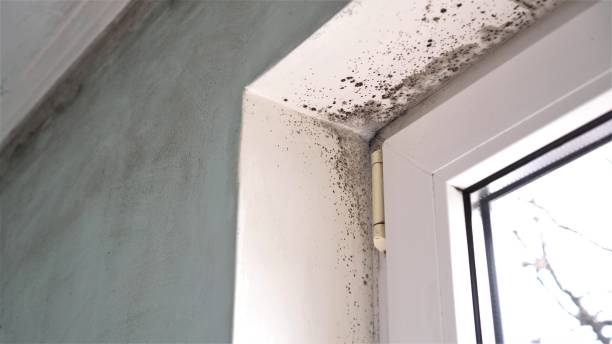 Best Attic Mold Removal  in Big River, CA