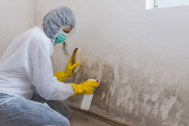 Best Office Mold Removal Services  in Big River, CA