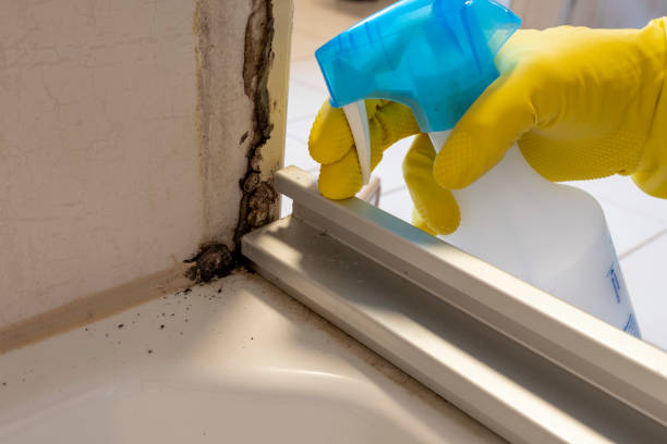 Best Mold Cleaning Services  in Big River, CA