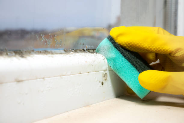 Attic Mold Removal in Big River, CA