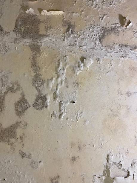 Best Certified Mold Removal  in Big River, CA