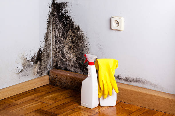 Best Mold Testing and Removal  in Big River, CA